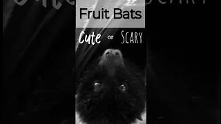 Fruit Bats Cute or Scary Or are they just Flying Puppies [upl. by Akehs]