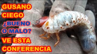 GALLINA CIEGA O GUSANO CIEGO PLAGA O BENÉFICO❓❓❓ LA CONFERENCIA QUE CAMBIARÁ TU PERSPECTIVA [upl. by Elicia]