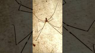 Pholcus Phalangioides Spider Mobile Photography shorts photography tricks trend spider [upl. by Aguayo]