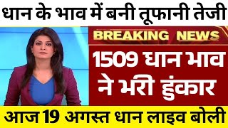 आज 19 अगस्त 2023 धान के भाव  धान 1509 में तूफानी तेजी  dhan ka bhav today  1509 paddy price today [upl. by Farmelo457]