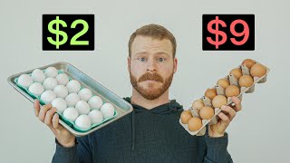 Are Expensive Eggs actually worth it [upl. by Obola445]