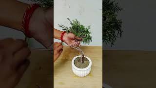 Wiring and Pruning Morpankhi Thuja compacta Plant shorts plants gardening [upl. by Bianka]