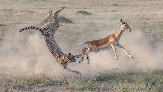 How Cheetah Attack Baby Springbok In The Wild [upl. by Carmel]