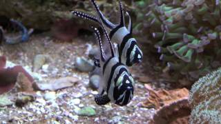 Banggai Cardinalfish P Kauderni [upl. by Aisemaj]