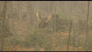 Chasse à lorignal dans la réserve faunique des Laurentides [upl. by Aleusnoc]