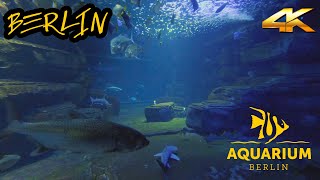 【4K⁶⁰】 Aquarium Berlin  Eine Runde durch die magische Unterwasser Tierwelt [upl. by Swithbart736]