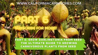 Ultimate Guide to Growing Darlingtonia Pitcher Plants from Seed [upl. by Ginny]