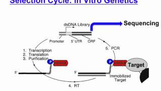 mRNA display [upl. by Kliber]