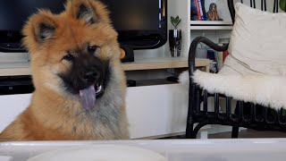 Birk the Eurasier puppy 6 months old tries new treats [upl. by Crystal]