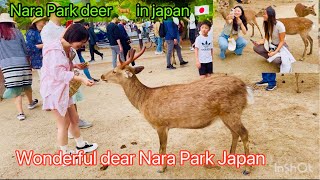 奈良公園すごいね。Nara Park deer 🦌 in japan 4k [upl. by Ariaes]