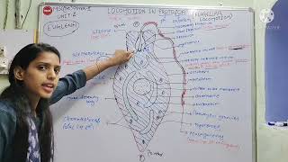 Locomotion in Protozoa  Flagellar and Ciliary movement in Paramecium [upl. by Richers871]