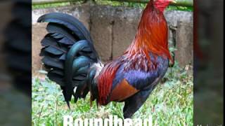 Top Strongest Gamefowl Breeds Part 2 [upl. by Prasad862]