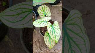 Caladium plant information and care 🪷🌱 [upl. by Aner]