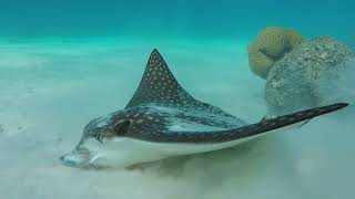 Spotted eagle ray Aetobatus narinari searching for food Bonaire Netherlands November 2011 [upl. by Qidas]