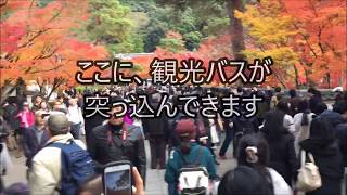 大混雑・これは酷い 京都・永観堂禅林寺にバス突入 Eikando temple in Kyoto Super crowded in holidays [upl. by Kcirdled]