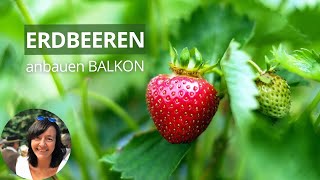 Erdbeeren im Balkonkasten pflanzen  Erdbeeren im Topf  Erdbeeren auf dem Balkon [upl. by Notlaw]