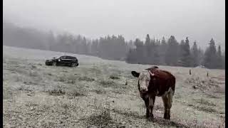 Nevica e in malga sembra essere arrivato linverno [upl. by Calva]