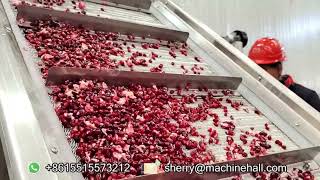 How Are Pomegranate Seeds Removed in A Factory [upl. by Sinnard]