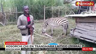 Anthropomorphism Joshua Kibet Yegon attributes human traits emotions or intentions to a ZEBRA [upl. by Aggri]