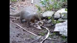 Indian Grey Mongoose Vs Rat snake Keeri  Chera fight [upl. by Hplodnar]