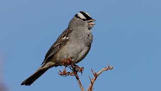 Whitecrowned Sparrow Song [upl. by Eleph]