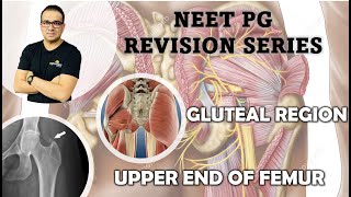 NEET PG GLUTEAL REGION amp UPPER END OF FEMUR [upl. by Anear]