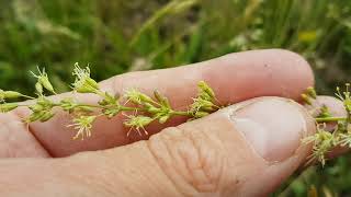 Rare SPANISH CATCHFLY in Icklingham [upl. by Ledniahs]