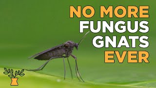 How to sterilize potting soil mix to avoid fungus gnats  Seed Starting Fundamentals [upl. by Buffum]