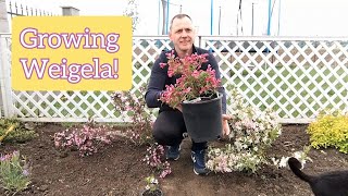 How to grow and care for Weigela bushes [upl. by Notnirb]