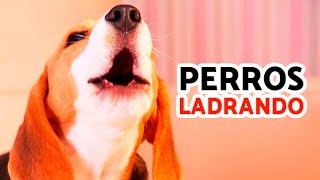 12 Perros Ladrando Muy Fuerte para molestar a tu perro o gato HD [upl. by Ahseinek]