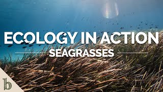 Seagrasses  Ecology In Action [upl. by Kindig]