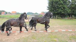 Paarden mennen op Waeyenberg [upl. by Elyl]