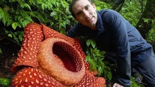 BIGGEST flower in the world Rafflesia arnoldii [upl. by Hendrix]