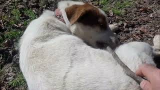 Herding dogs playing together in the Hyrcanian forestsبازی سگهای گله در جنگل هیرکانی [upl. by Ahsyekal]