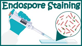 Endospore staining  Endospore stain procedure  Moeller and SchaefferFulton Methods [upl. by Imyaj]