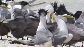 Greater Crested Terns in Bird Islet Tubbataha Reefs Natural Park [upl. by Arahsak]