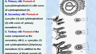 30 General Embryology Chorionic Villi [upl. by Shanie]