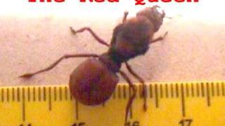 Gigantic ants  Formigas Gigantes [upl. by Cullen]