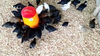 Élevage de poulet  comment fabriquer sa Provende à moindre coût [upl. by Assyle]