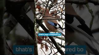 Bird Sounds  The Eurasian Jays Alarming Call shorts [upl. by Yellac]