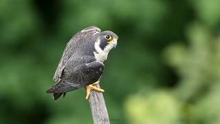 Peregrine Falcon calling  NJ [upl. by Nov991]