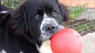 Adorable giant Landseer Newfoundland dog [upl. by Lawrenson129]