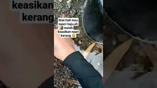 kalo di tempat kalian namanya kerang apa gaes videotrading kerangkecil kerang shortsviral [upl. by Harahs280]