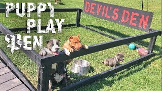 American Bully puppy Playpen [upl. by Linus768]