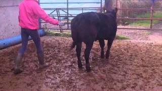 Hunters Hall Limousin Bulls and Heifers [upl. by Shewmaker]