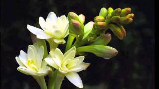 The Music of Tuberose [upl. by Jurdi]