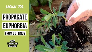 How to propagate Euphorbia from cuttings [upl. by Hakeem]