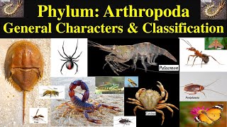 Arthropoda  Phylum Arthropoda  General Phylum Arthropoda Characters and Classification  Part 1 [upl. by Nedrah]