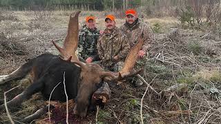 Maine Moose Hunt 2022  Zone 1 Bull [upl. by Janerich691]