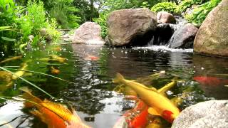 York Lancaster Harrisburg PA Backyard Koi Fish Ponds Waterfalls and Fountains [upl. by Dong]